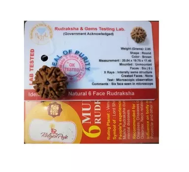 Рудракша сертифицированная (6 мукхи), 6 Mukhi Certified Rudraksha (Nepal), произв. Kalyan Puja