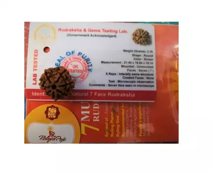 Рудракша сертифицированная (7 мукхи), 7 Mukhi Certified Rudraksha (Nepal), произв. Kalyan Puja