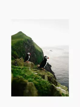 Фотография, Puffins, 30x40 см