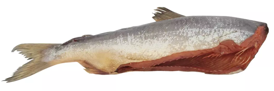 Горбуша б/г потр х/к цена за 100г