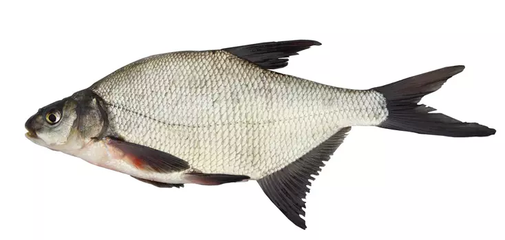 Лещ с/г непотр 800г+ охл кг