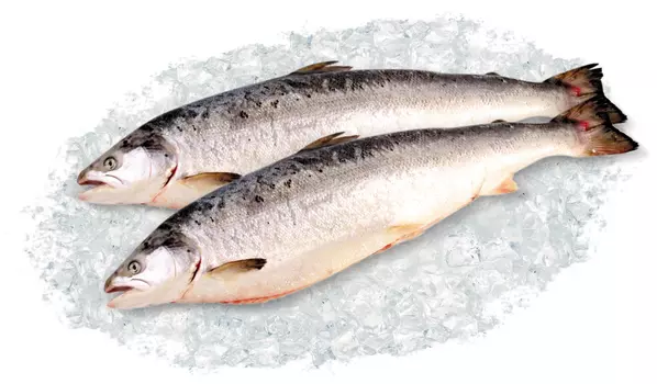 Лосось атлантический с/г потр 4-5 охл кг