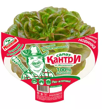 Салат красный Кантри в горшочке шт