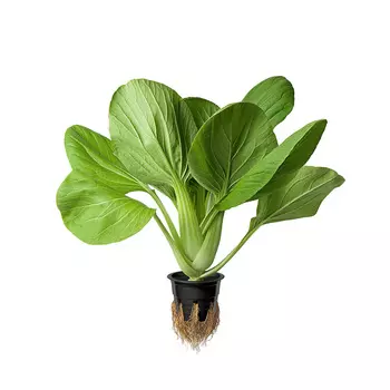 Салат Пак чой в горшочке шт