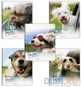 Тетрадь 48 листов, АЛЬТ, клетка, фольга, гибридный лак, "Собаки. С ветерком", 7-48-610