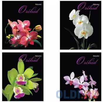 Тетрадь А5, 48 л., BRAUBERG ЭКО, клетка, обложка картон, ОРХИДЕИ, 401287