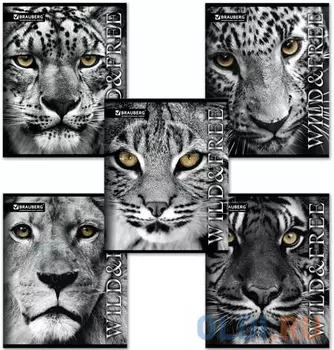 Тетрадь А5, 48 л., BRAUBERG ЭКО, клетка, обложка картон, ДИКИЕ И СВОБОДНЫЕ, 401810