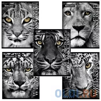 Тетрадь BRAUBERG ДИКИЕ И СВОБОДНЫЕ 48 листов линейка скрепка