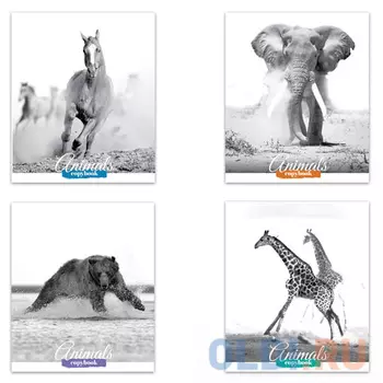 Тетрадь BRAUBERG ДИКИЕ ЖИВОТНЫЕ 48 листов клетка скрепка