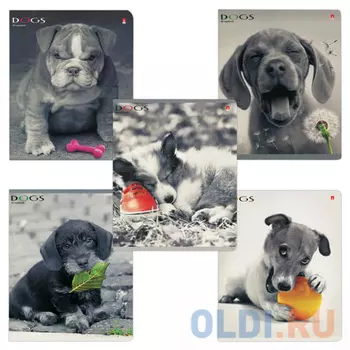 Тетрадь для записей Альт Щенки 48 листов клетка скрепка