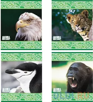 Тетрадь школьная Action! Animal Planet 48 листов клетка скрепка AP-AN 4804/5 в ассортименте AP-AN 4804/5