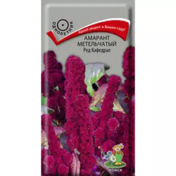 Амарант метельчатый Ред Кафедрал