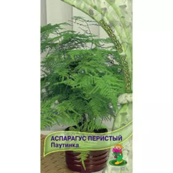 Аспарагус перистый Паутинка