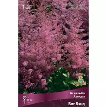 Астильба Арендса Биг Бэнд