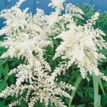 Астильба Арендса Диамант (С1,5)