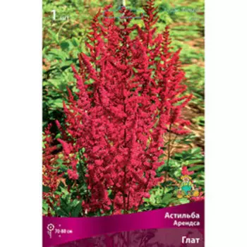 Астильба Арендса Глат