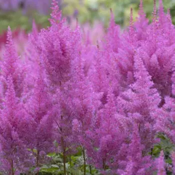 Астильба Арендса Глория Пурпуреа (С1,5)