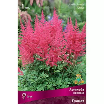 Астильба Арендса Гранат