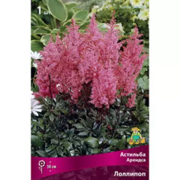 Астильба Арендса Лоллипоп