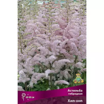 Астильба гибридная Хип-хоп