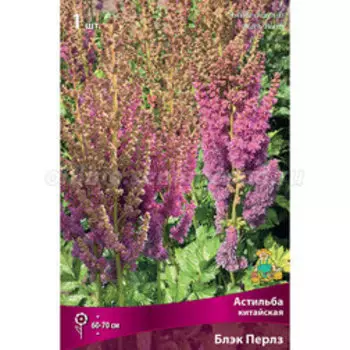Астильба китайская Блэк Перлз (С1,5)