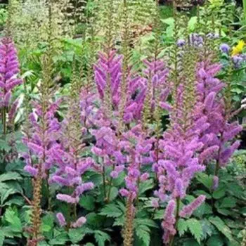 Астильба китайская Пумила (V1,5л.)