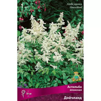 Астильба японская Дойчланд