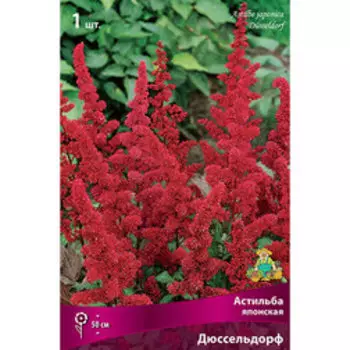 Астильба японская Дюссельдорф