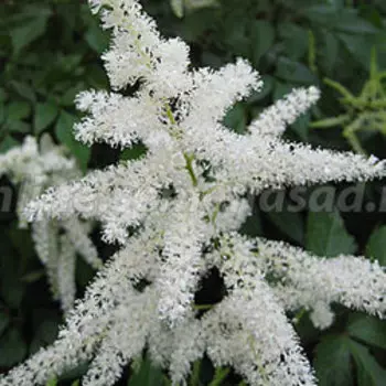 Астильба японская Вашингтон (С1,5)