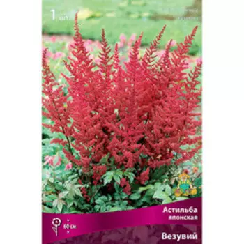 Астильба японская Везувий