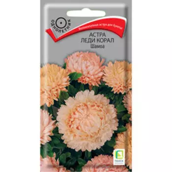 Астра Леди Корал Шамоа