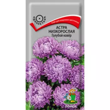Астра низкорослая Голубой ковёр