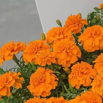 Бархатцы отклоненные Чика Оранж (1уп-1000шт) профессиональные семена