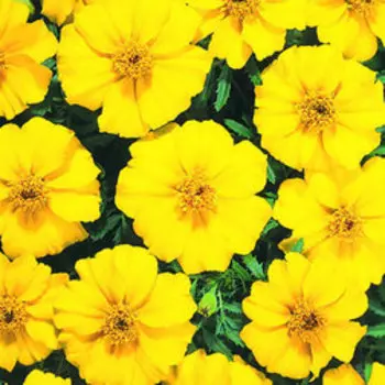 Бархатцы отклоненные Диско Еллоу (1уп-1000шт) профессиональные семена