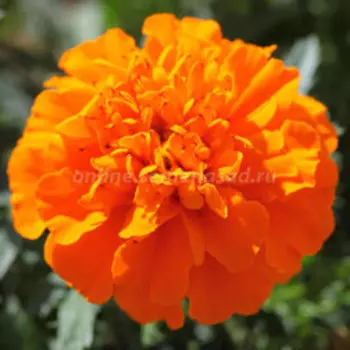 Бархатцы отклоненные Креста Дип Оранж (1уп-1000шт)