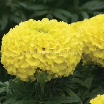 Бархатцы прямостоячие Дюн Еллоу (1уп-1000шт) профессиональные семена