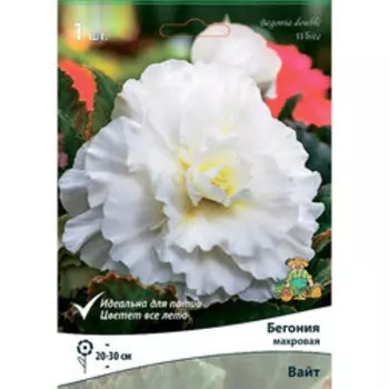 Бегония Махровая Вайт (1шт)