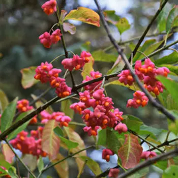 Бересклет европейский