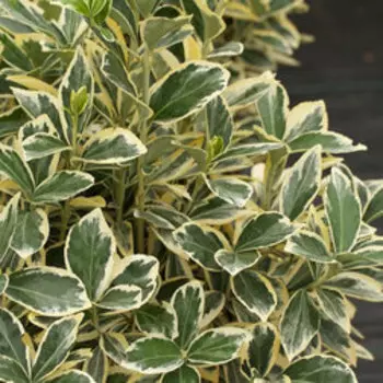 Бересклет японский Браво