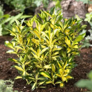 Бересклет японский Экстаз