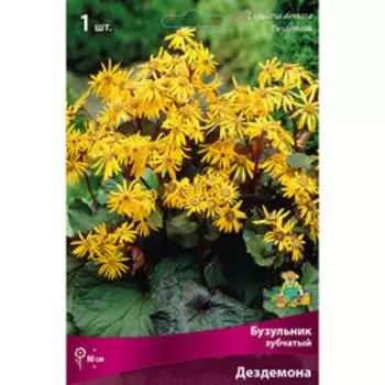 Бузульник зубчатый Дездемона