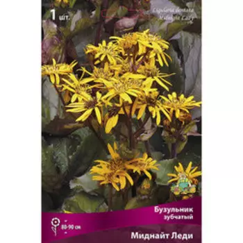 Бузульник зубчатый Миднайт Леди