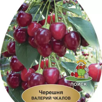 Черешня Валерий Чкалов