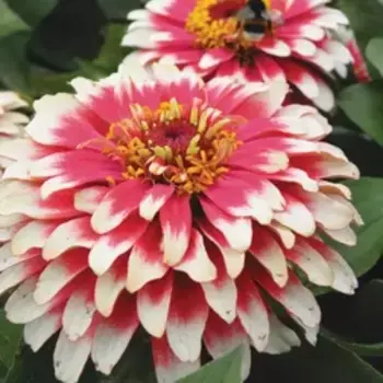 Цинния Свизл Черри энд Айвори (1уп-100шт) профессиональные семена