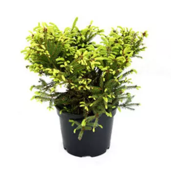 Ель обыкновенная Олендорфи (V.5л.Н20-30)