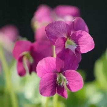 Фиалка (виола) сестринская Рубра (С1,5)