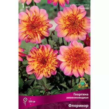 Георгина Анемоновидная Флоринор