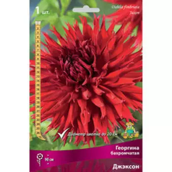Георгина бахромчатая Джэксон