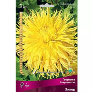 Георгина бахромчатая Энкор