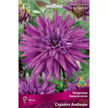 Георгина бахромчатая Страйпт Амбишн